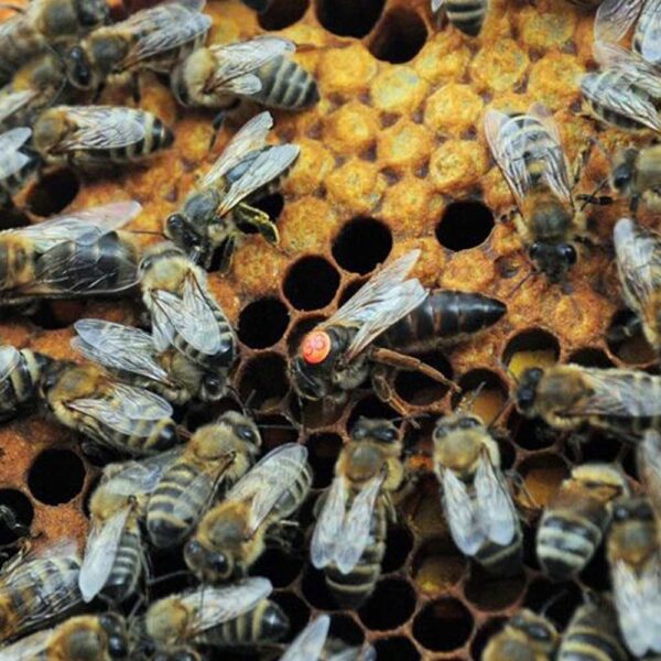 Imported Queen Bees - Image 2