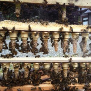 Local Queen Bees