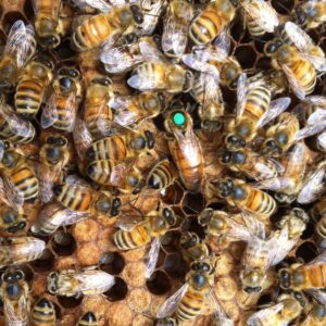 Imported Queen Bees