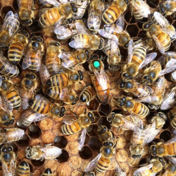 Imported Queen Bees